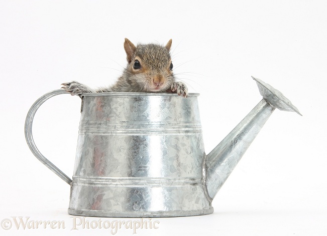 Young Grey Squirrel (Sciurus carolinensis) in a little metal watering can, white background
