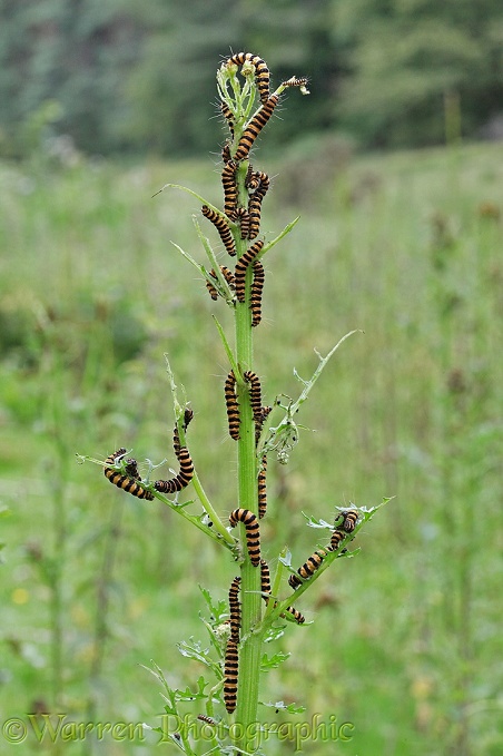 Cinnabar Moth (Tyria jacobaeae) caterpillars feeding on Ragwort (Senecio jacobaea)