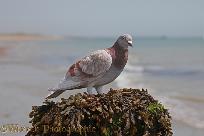 Homing Pigeon (Columba livia) very tired, resting on a breakwater