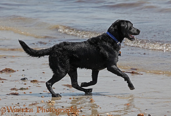 Black Labrador Retriever about to enter the sea