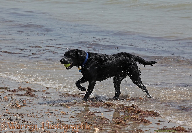 Black Labrador Retriever retrieving a ball from the sea