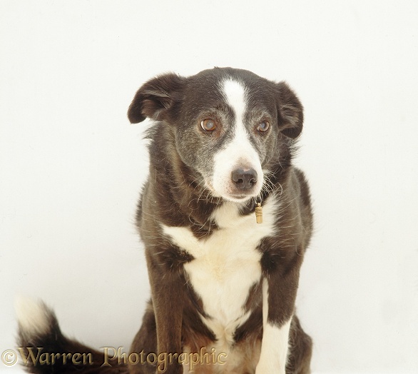 Elderly Border Collie, Tess, with retinal degeneration, white background