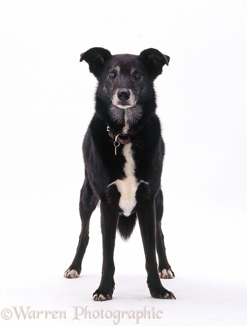 Elderly Lurcher dog, Ivor, 13 years old, showing cataract in his eyes, white background