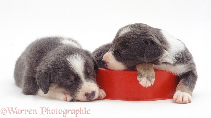 Border Collie pups asleep in a food bowl, white background