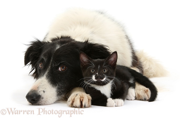 Black-and-white Border Collie bitch, Phoebe, with black-and-white tuxedo male kitten, Tuxie, 8 weeks old, white background