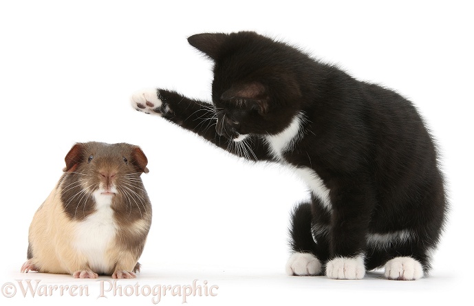 Black-and-white tuxedo male kitten, Tuxie, 8 weeks old, with chocolate bicolour Guinea pig, white background