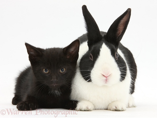 Black male kitten, Buxie, 8 weeks old, and black-and-white Dutch rabbit, white background