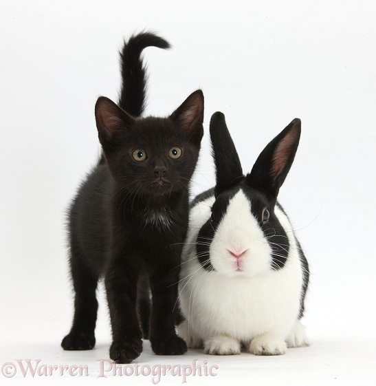 Black male kitten, Buxie, 9 weeks old, and black-and-white Dutch rabbit, white background