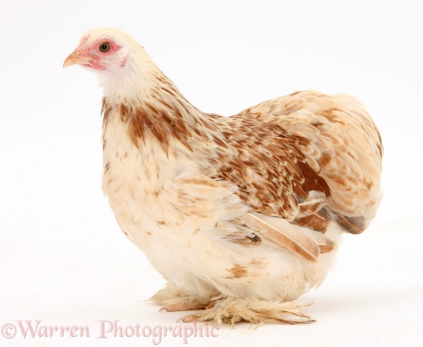 Bantam chicken hen, white background