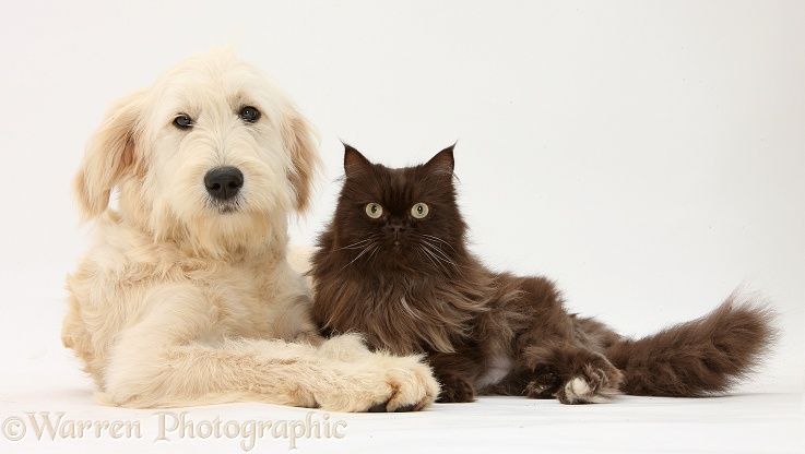Goldendoodle bitch, Jasmine, 6 months old, and chocolate cat, Chanel, white background