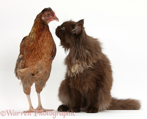 Chocolate cat, Chanel, and a chicken, white background