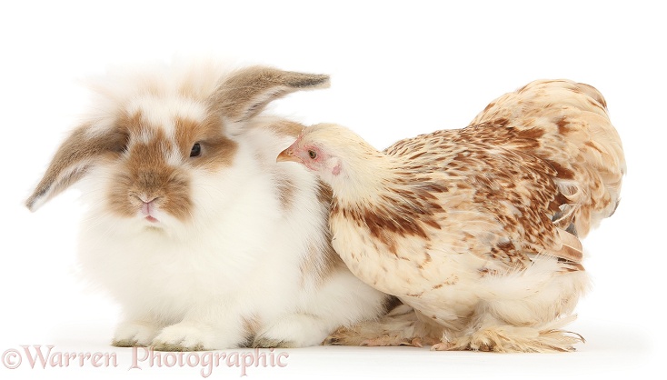 Bantam chicken and rabbit, white background