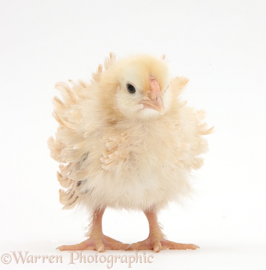 Frizzle feather chicken chick, white background