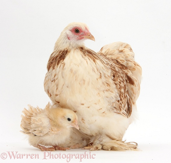 Bantam hen and frizzle feather chicken chick, white background