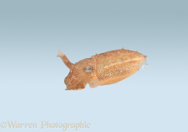 Common Cuttlefish (Sepia officinalis) juvenile, one week after hatching.  North Atlantic