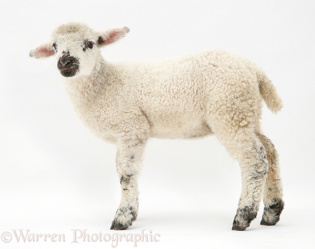 Lamb, standing, white background