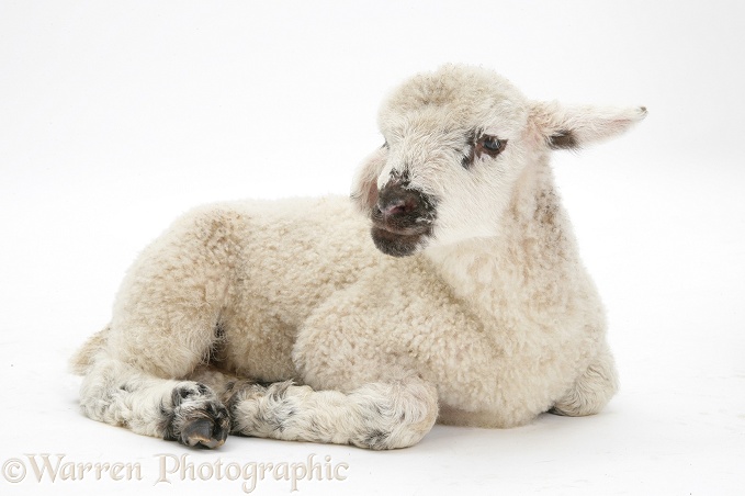 Lamb lying down with head up, white background