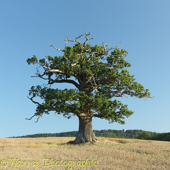 English Oak (Quercus robur) - Summer 2011 (9-8-2011).  Surrey, England