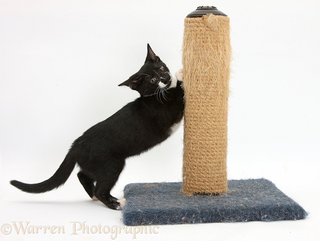 Black-and-white tuxedo male kitten, Tuxie, 3 months old, using a scratching post, white background