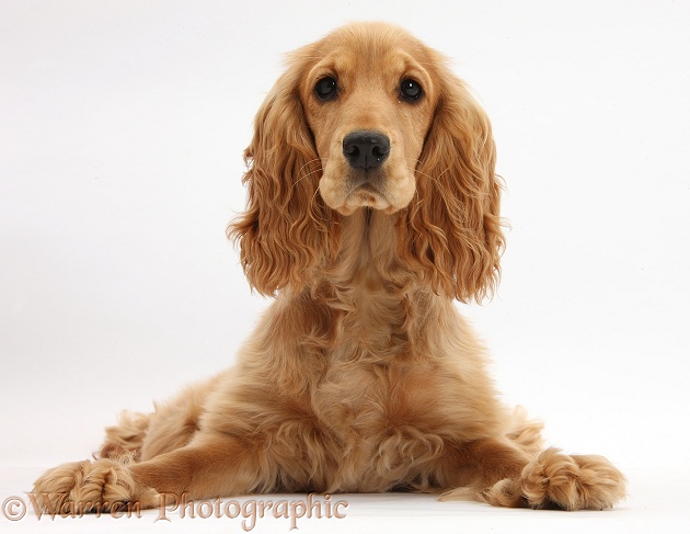 Golden Cocker Spaniel, Sadie, 6 months old, lying with head up, white background