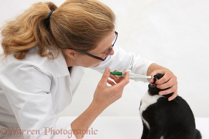 Vet, Miriam, giving a pill to black-and-white tuxedo kitten, with a pill-giver, white background