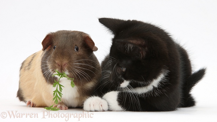 Black-and-white tuxedo male kitten, Tuxie, 9 weeks old, with chocolate bicolour Guinea pig, white background