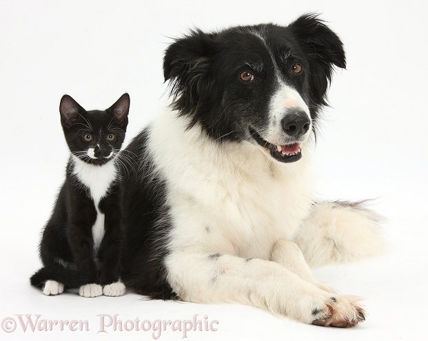 Black-and-white Border Collie bitch, Phoebe, with black-and-white tuxedo kitten, Tuxie, 10 weeks old, white background
