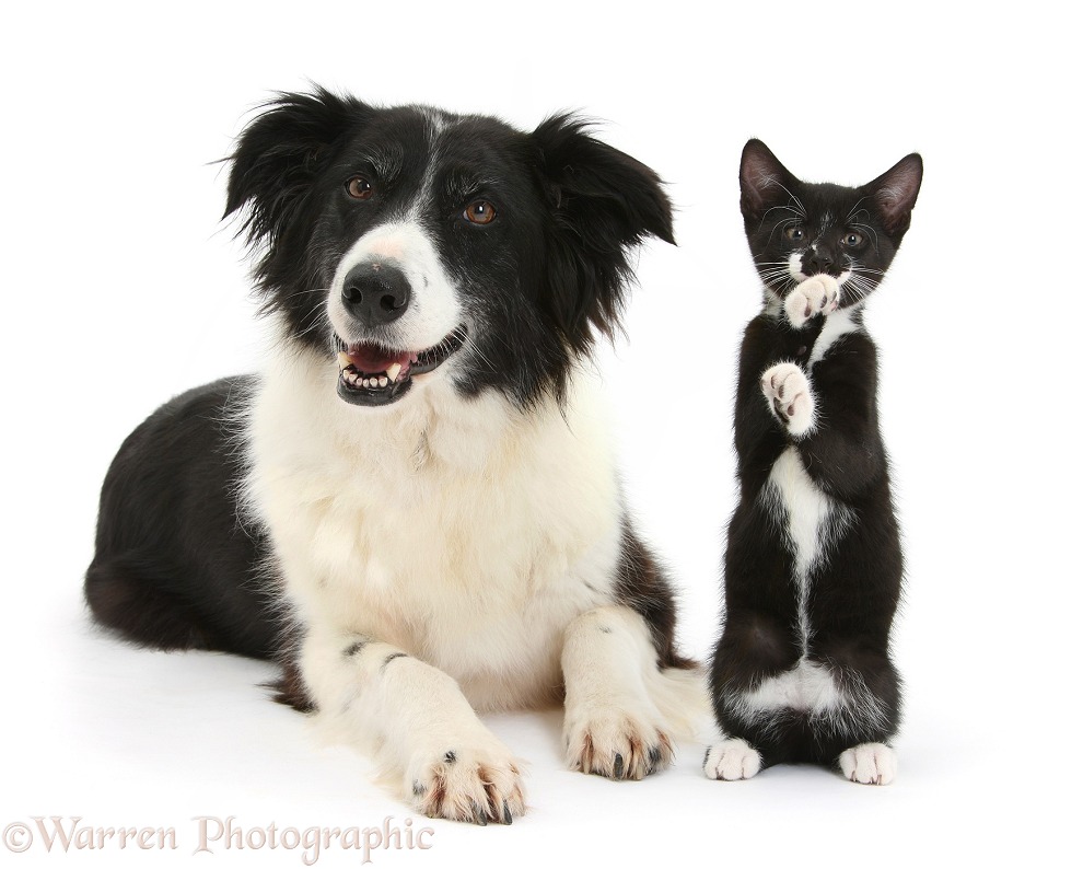 Black-and-white Border Collie bitch, Phoebe, with black-and-white tuxedo kitten, 10 weeks old, white background