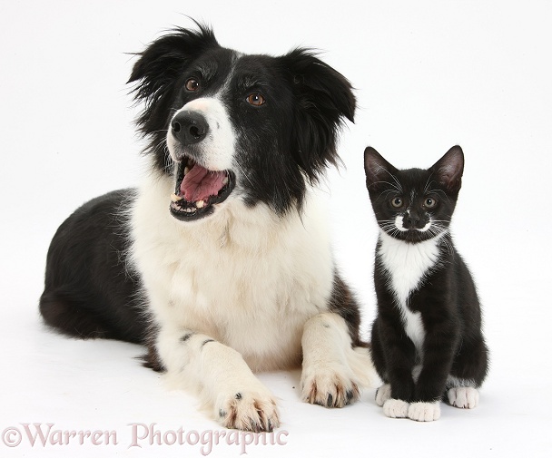 Black-and-white Border Collie bitch, Phoebe, with black-and-white tuxedo kitten, Tuxie, 10 weeks old, white background