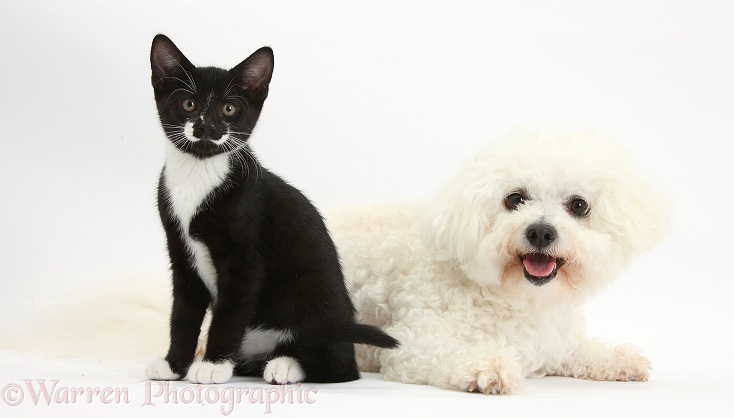 Bichon Frise bitch, Pipa, with black-and-white tuxedo kitten, 10 weeks old, white background