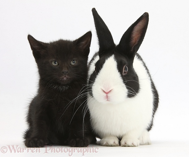 Black male kitten, Buxie, 6 weeks old, and black-and-white Dutch rabbit, white background