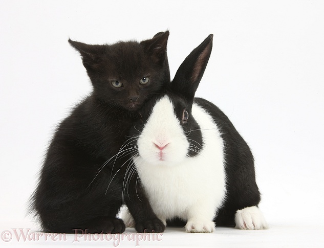 Black male kitten, Buxie, 6 weeks old, and black-and-white Dutch rabbit, white background