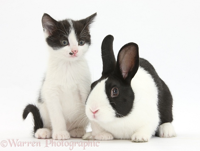 Black-and-white kitten, 6 weeks old, and black-and-white Dutch rabbit, white background