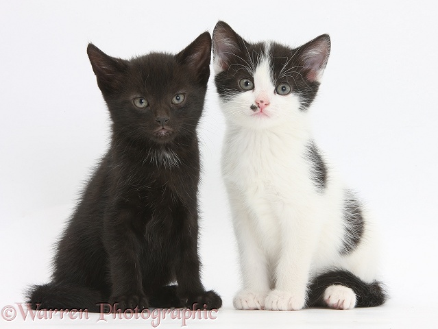 Black and black-and-white kittens, 8 weeks old, sitting together, white background