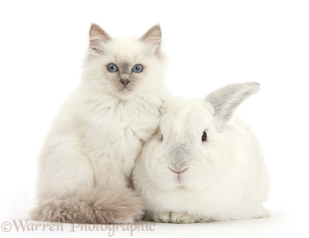 Blue-point kitten and white rabbit, white background