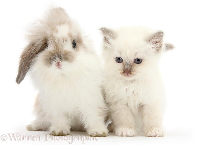 Young windmill-eared rabbit and matching kitten, white background