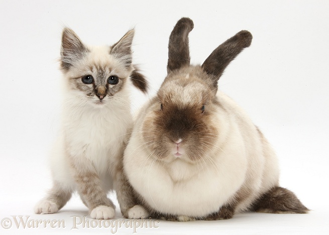 Tabby-point Birman kitten and colourpoint rabbit, white background