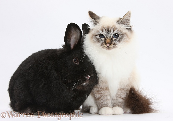 Tabby-point Birman cat and black rabbit, white background