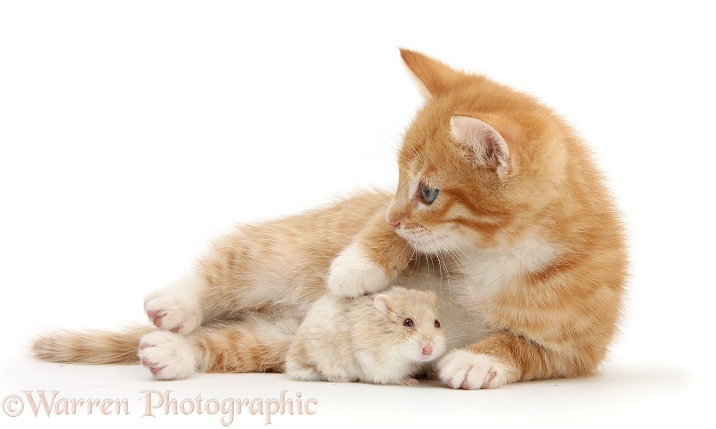 Ginger kitten, Tom, 7 weeks old, and Russian Hamster, white background