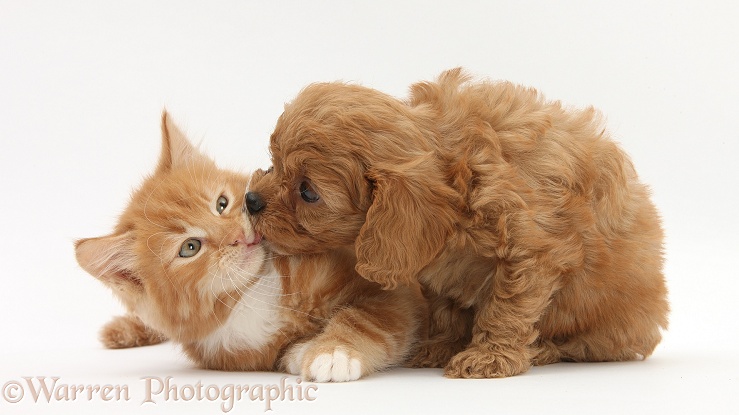 Ginger kitten, Butch, 9 weeks old, and Cavapoo pup, white background