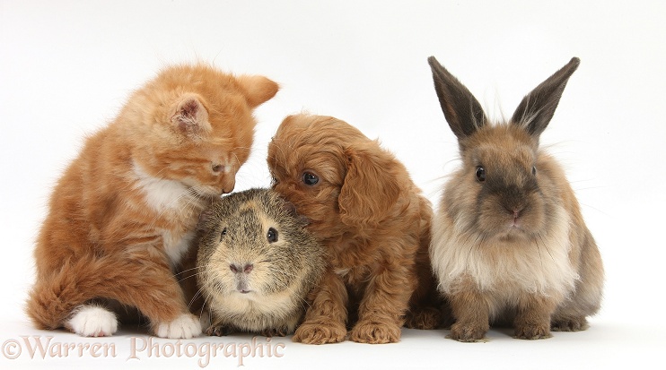 Ginger kitten, Butch, 9 weeks old, with Cavapoo pup, Lionhead rabbit, and Guinea pig, white background