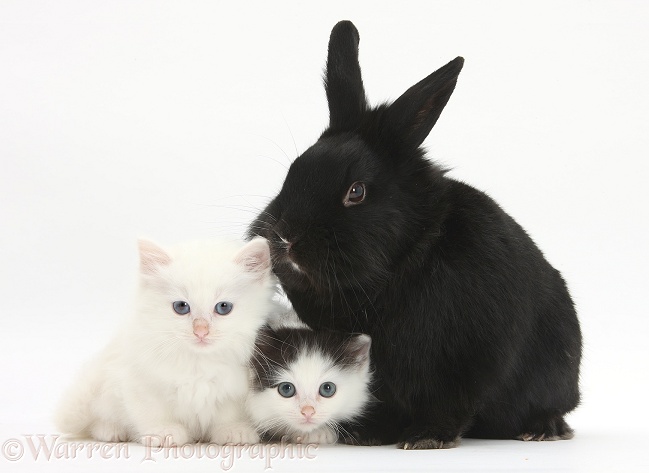 White and black-and-white kittens and black rabbit, white background