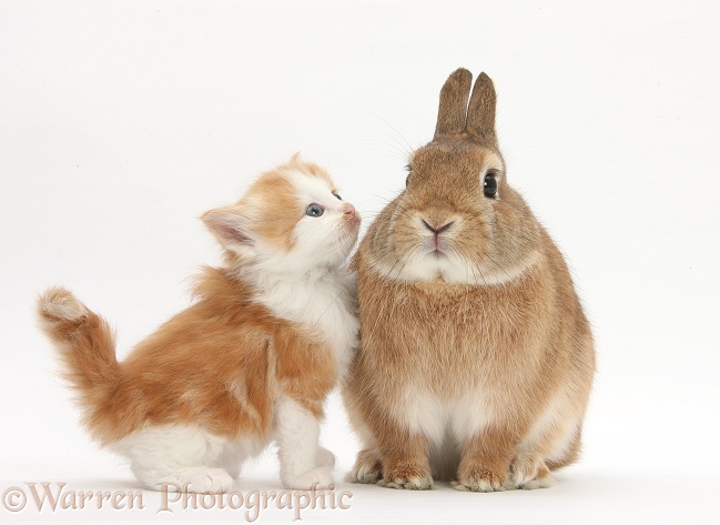 Ginger-and-white kitten with Sandy Netherland dwarf-cross rabbit, Peter, white background