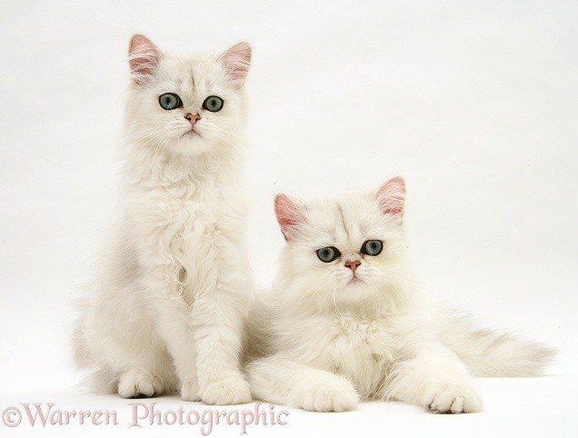 Chinchilla cats, white background