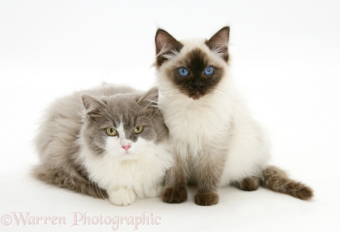 Ragdoll and Ragdoll x British Shorthair kittens, 12 weeks old, white background