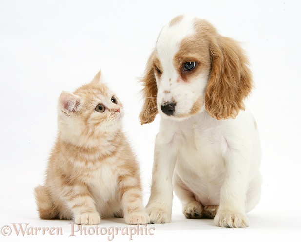 Orange roan Cocker Spaniel pup, Blossom, with ginger kitten, white background