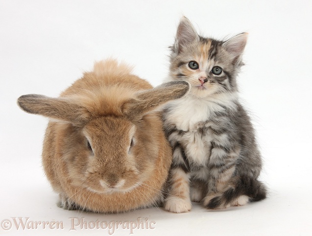 Sandy rabbit and tabby tortoiseshell Maine Coon-cross kitten, 7 weeks old, white background