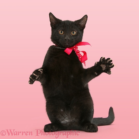 Black kitten, Buxie, 3 months old, wearing a pink bow and reaching out, white background