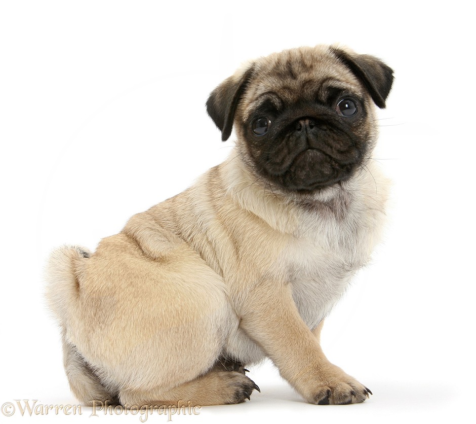 Fawn Pug pup, 8 weeks old, white background