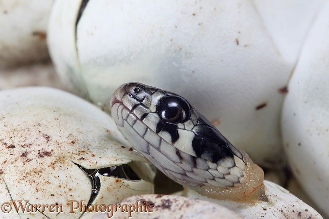 Grass Snake (Natrix natrix) hatching from egg